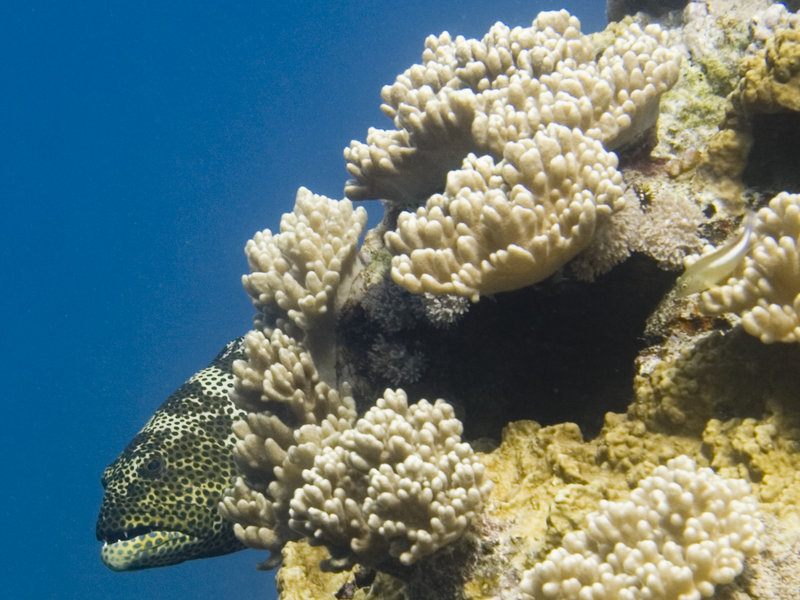 Dogtooth Lair, Grouper